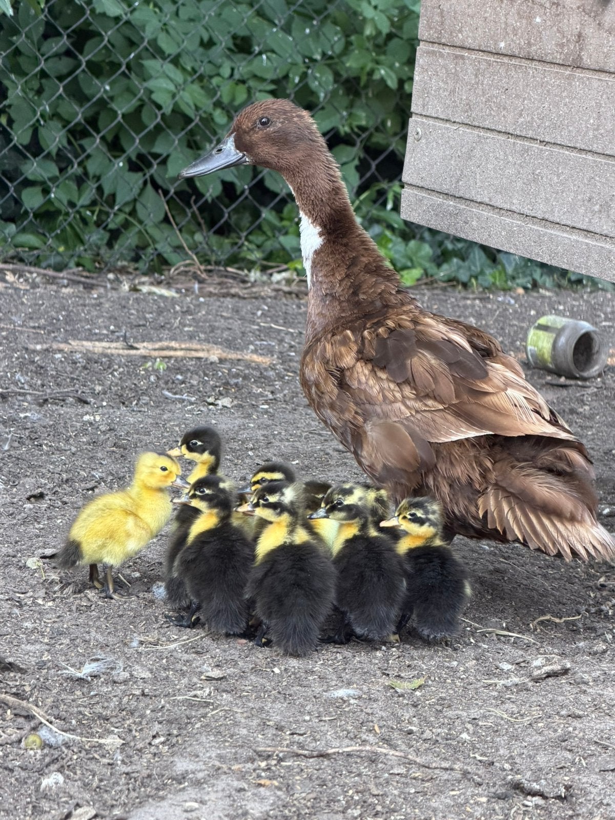 jonge eendjes, Dieren en Toebehoren, Meerdere dieren, Eend