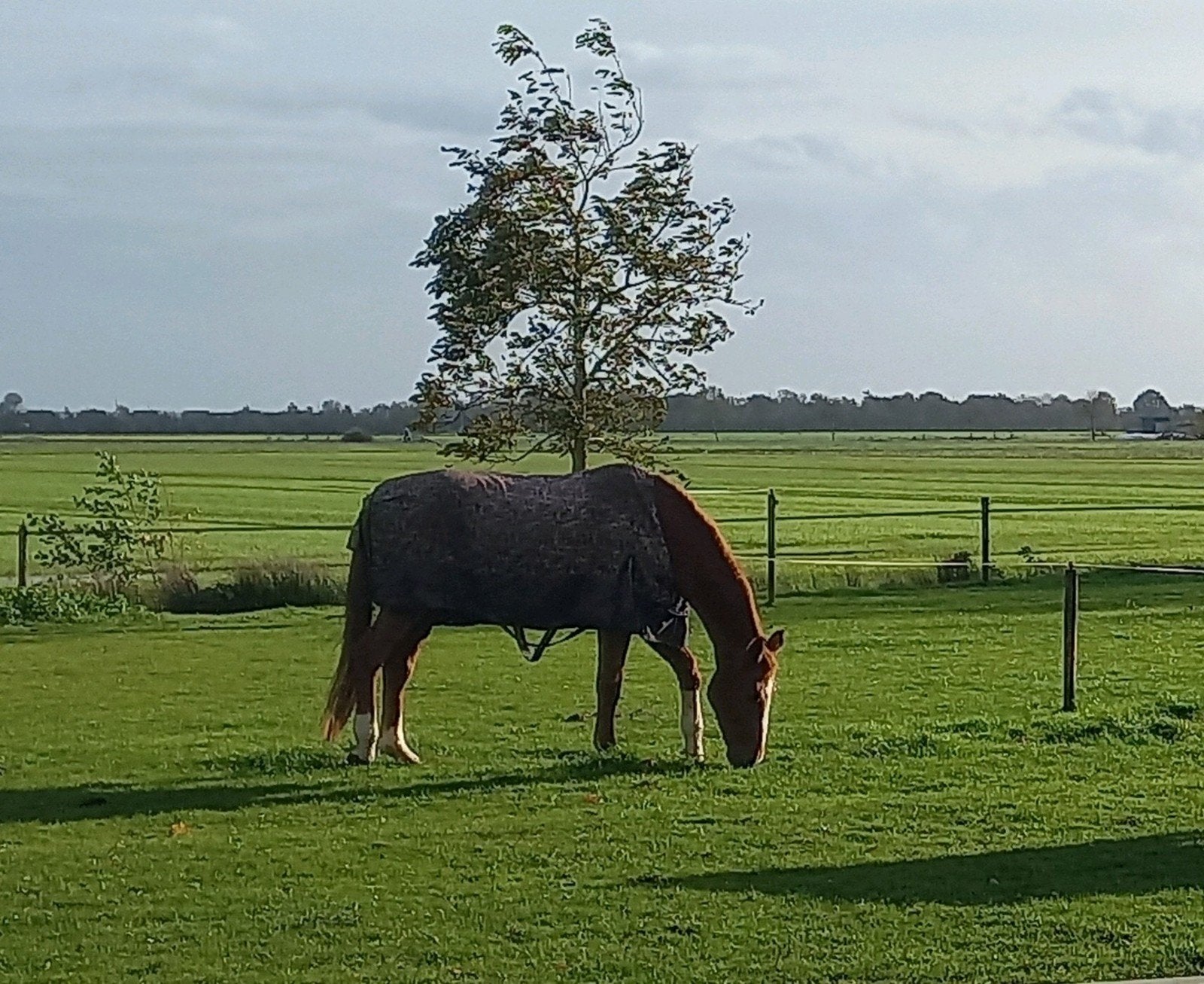 Weidemaatje aangeboden, Dieren en Toebehoren