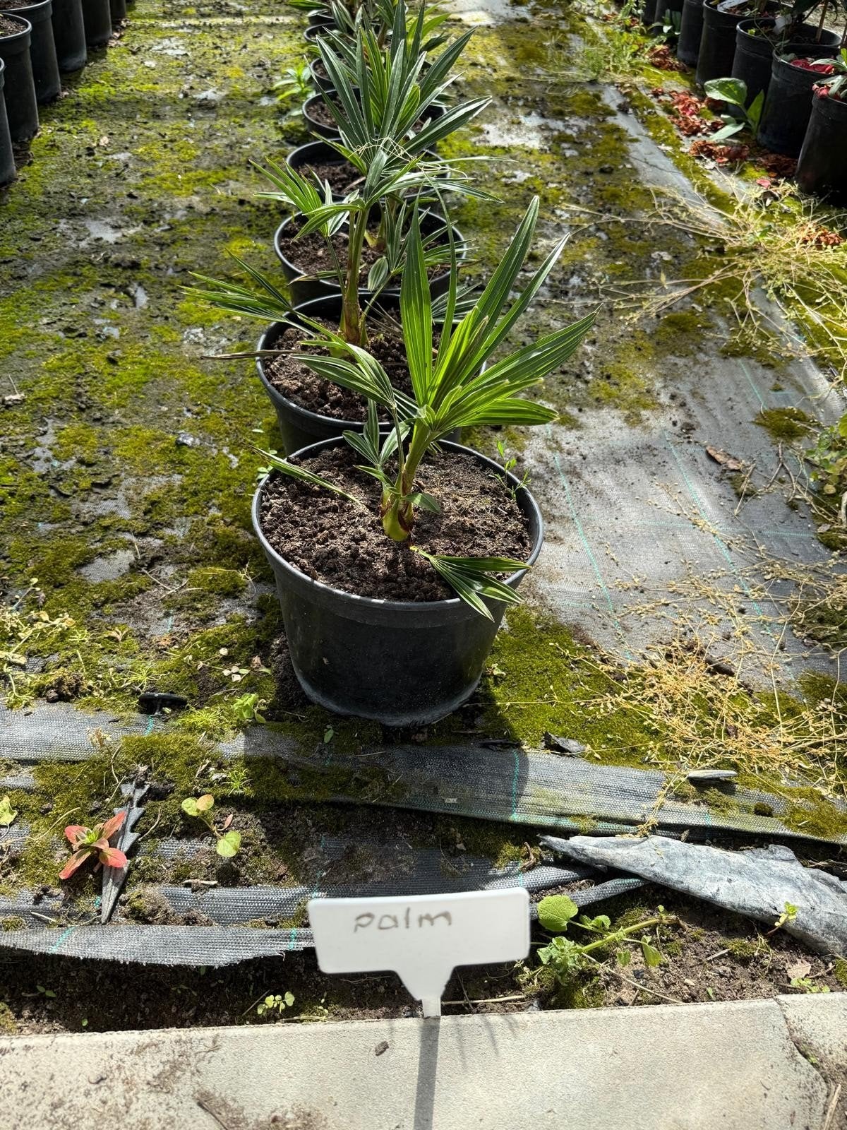 Tekoop: kleine potgekweekte palmbomen, Tuin en Terras, Ophalen, Overige soorten, Volle zon