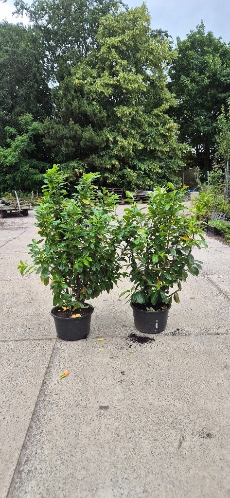 Novita Laurier, Ophalen, Laurier, Struik, 100 tot 250 cm