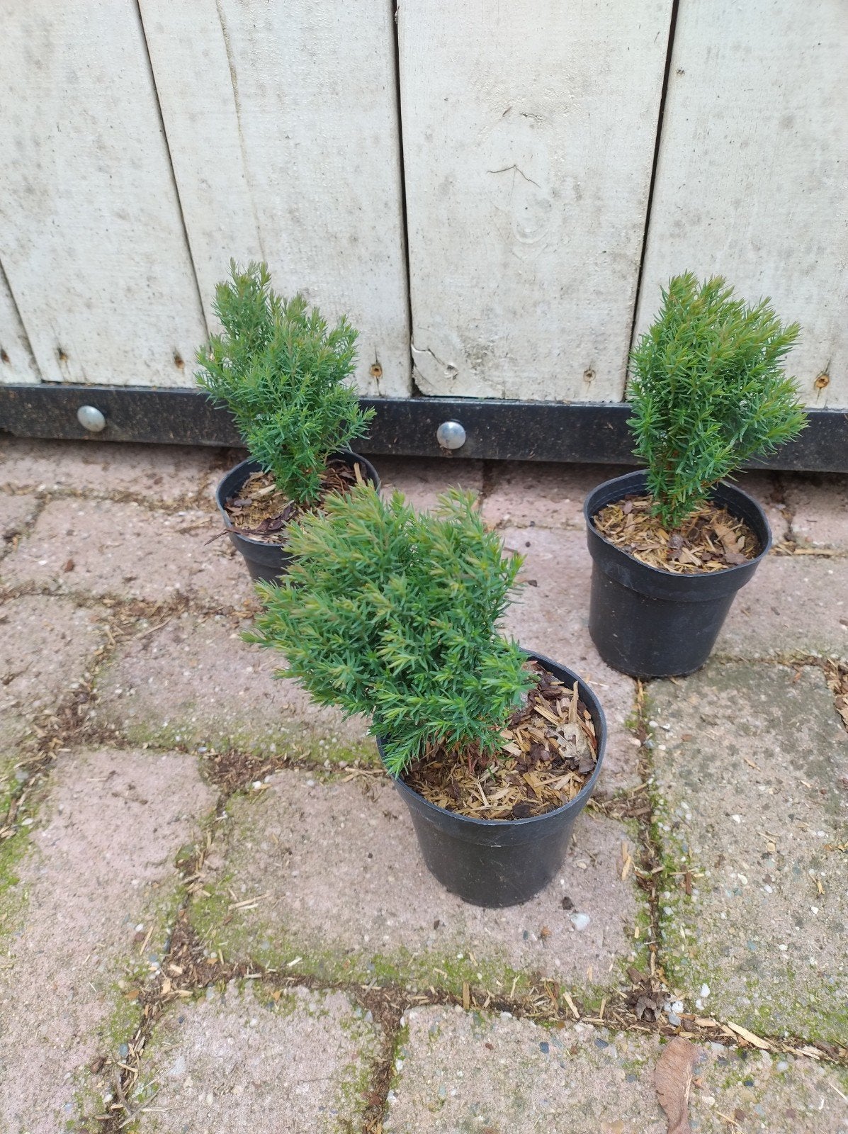 Thuja occidentalis Teddy, zachte conifeer. nieuwe soort P9, Overige soorten, Volle zon, Vaste plant, Ophalen of Verzenden
