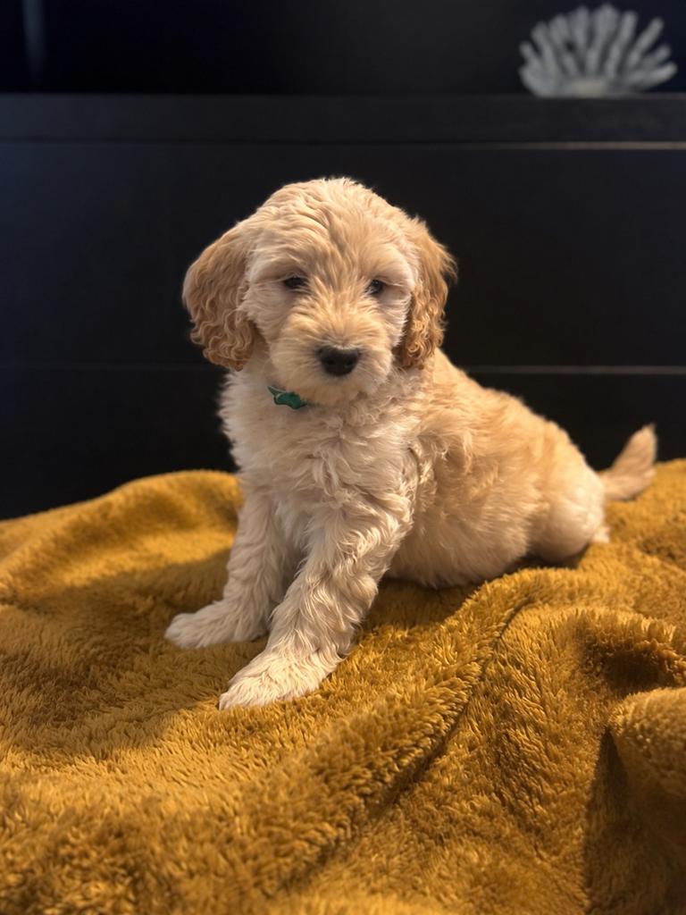 Prachtig Australian Labradoodle Teefje., 8 tot 15 weken, Teef, Parvo, Meerdere