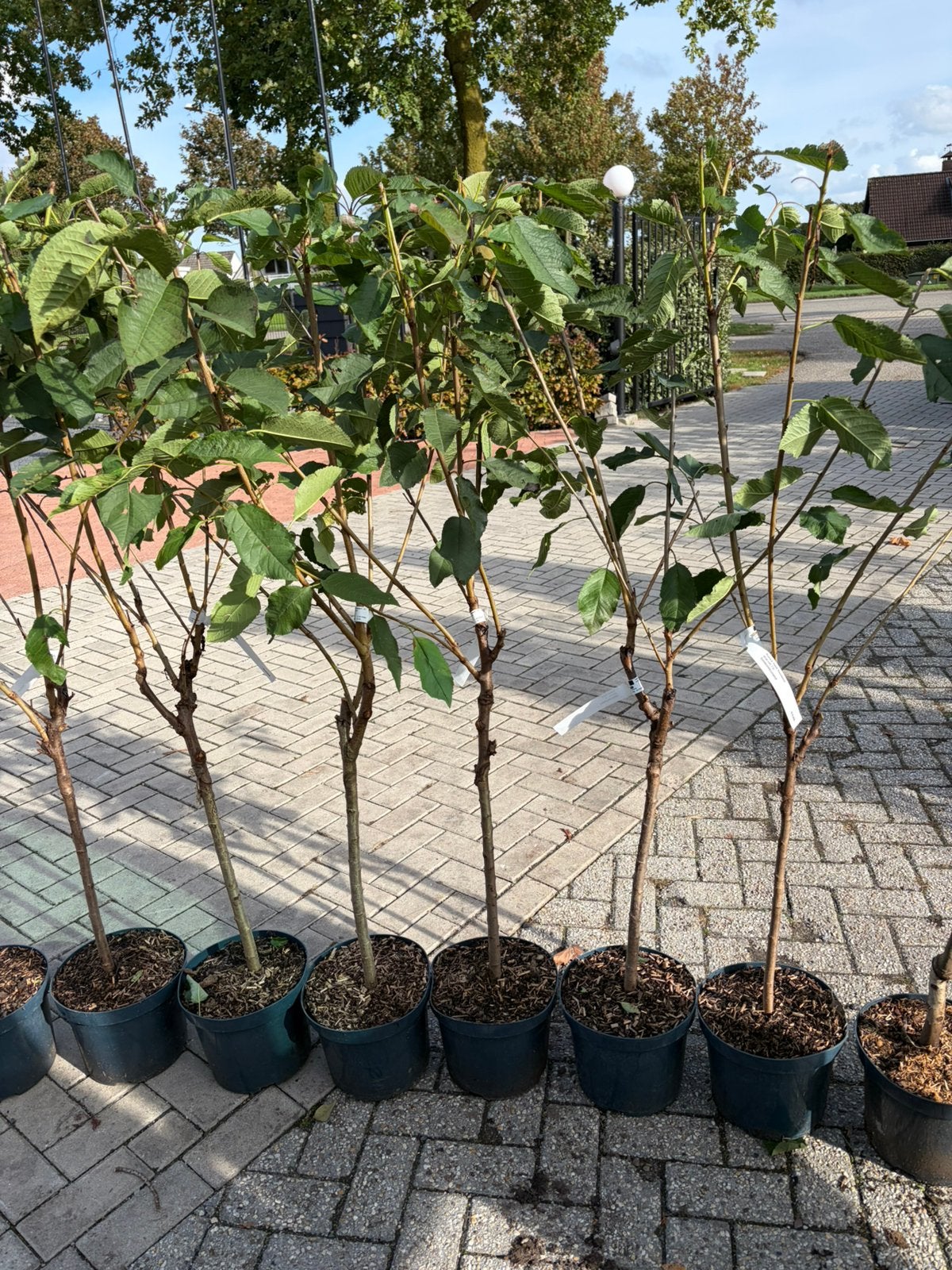 Fruit bomen laagstam kers peren appels en pruimen, Ophalen, Lente, Overige soorten, Volle zon