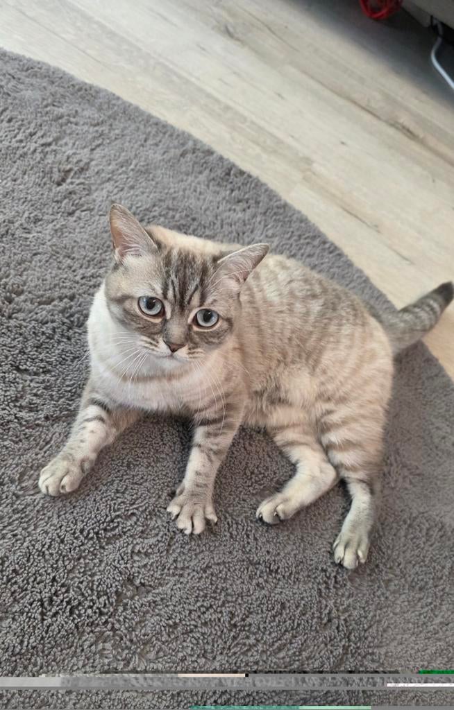 Britse Korthaar incl. luxe accessoires & smart gear, Dieren en Toebehoren, Katten en Kittens | Raskatten | Korthaar, Kater, Met stamboom