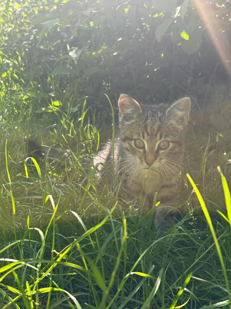 Grijs/bruin cyperse poes kitten, Dieren en Toebehoren, Katten en Kittens | Overige Katten, Poes