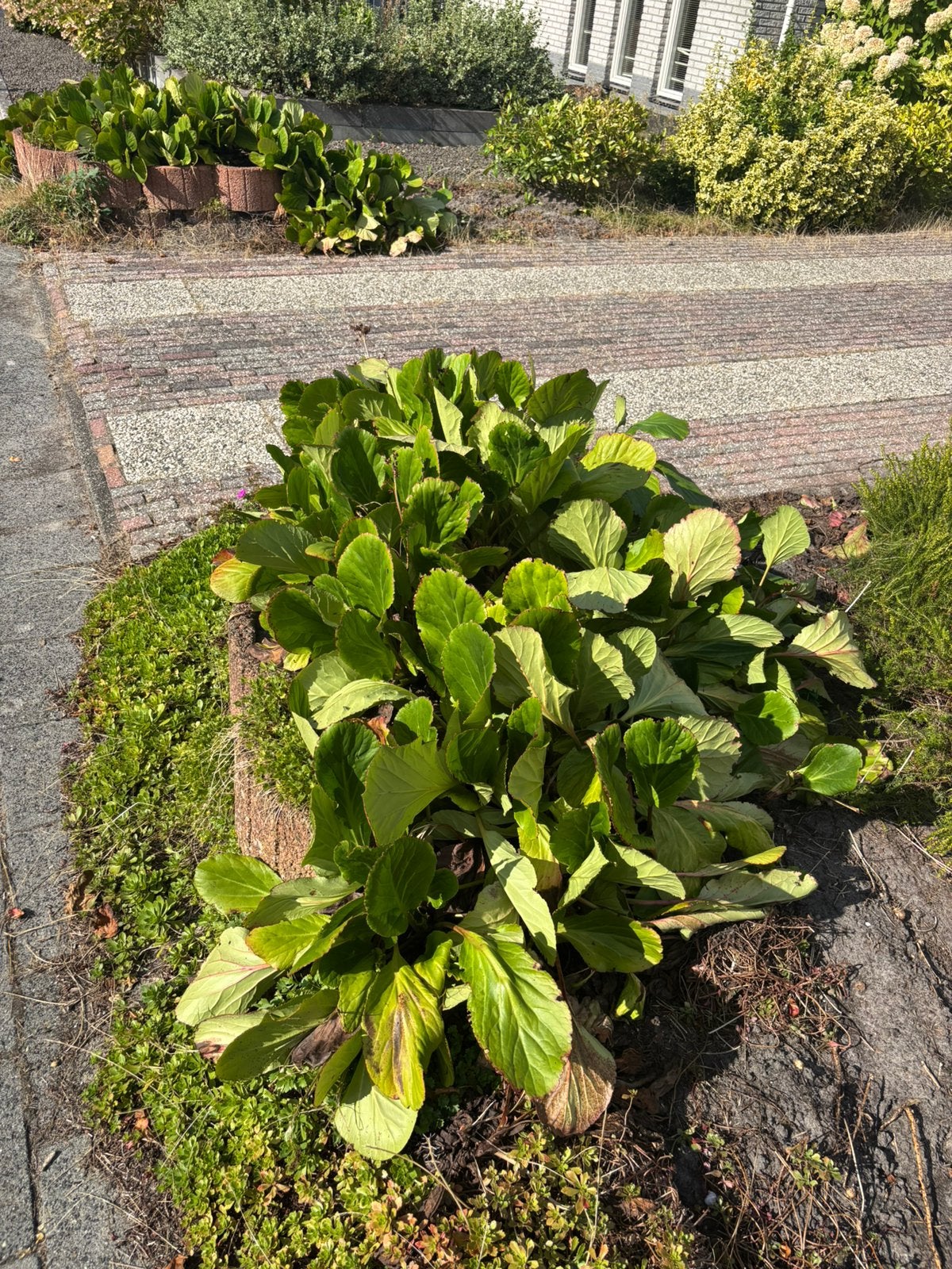 Gratis  schoenlappersplant, Tuin en Terras, Planten | Tuinplanten, Ophalen