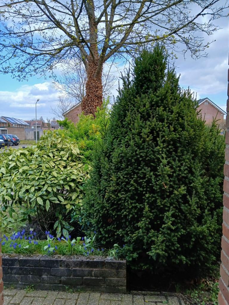 Gratis boom en meerder struiken., Ophalen of Verzenden