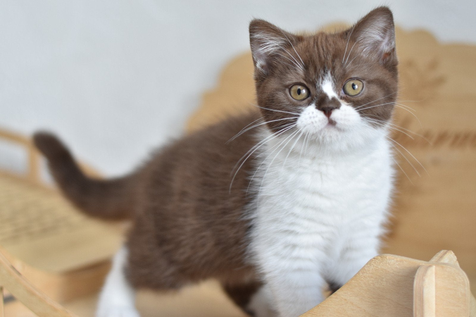 Britse Korthaar Chocolate Bicolor – Melody, Poes, Met stamboom, 0 tot 2 jaar