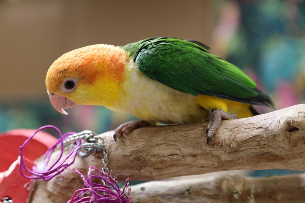 Jonge Baby Roestkop Caique´s | getest | Speels | Handtam, Meerdere dieren, Papegaai, Pratend
