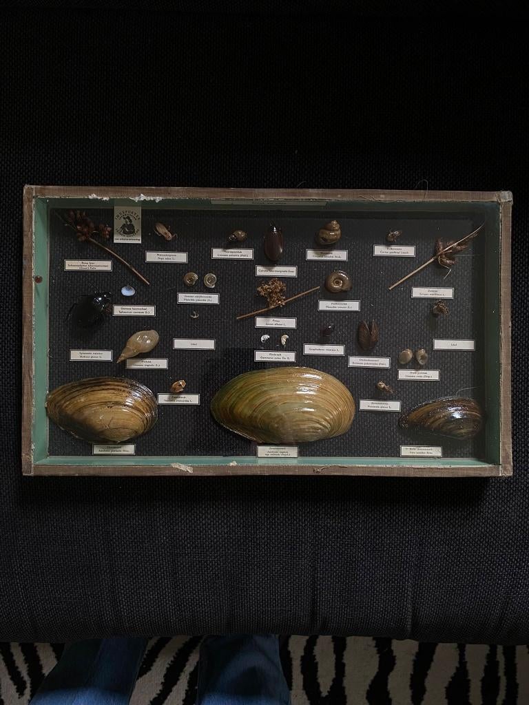 Antiek biologisch diorama, Imexporter Leiden, Ophalen of Verzenden, Gebruikt, Overige soorten, Overige typen