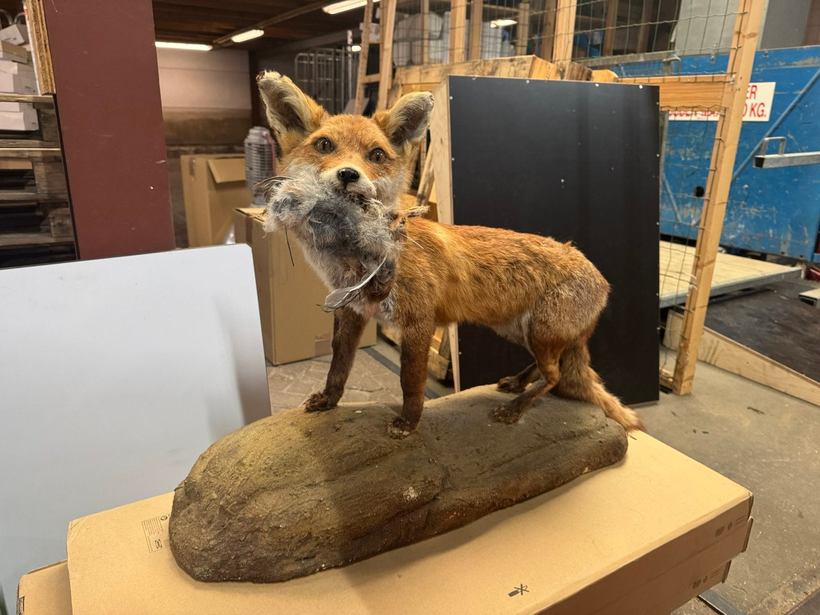 Vintage opgezette vos op houten sokkel – taxidermie, Ophalen, Zo goed als nieuw, Vogel, Opgezet dier
