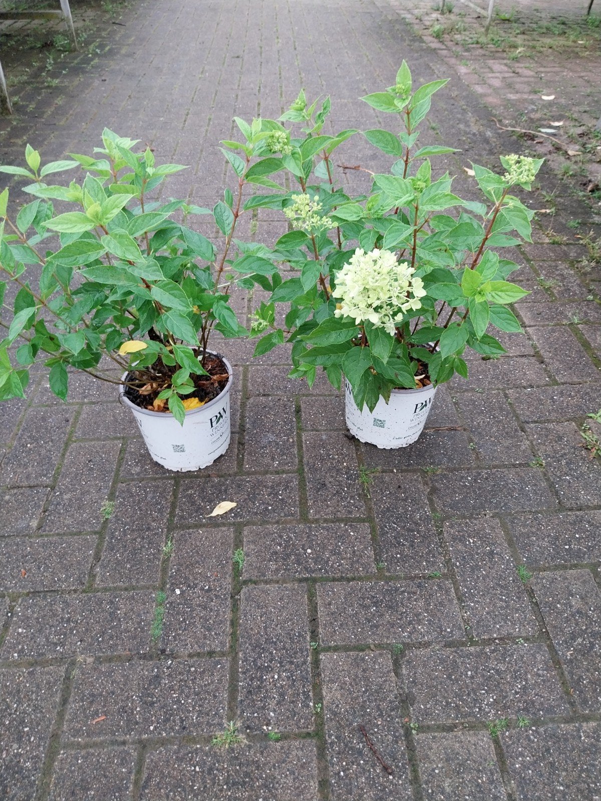 Hortensia Little Lime - Compacte en bloeirijke plant, Tuin en Terras, Vaste plant, Halfschaduw, Zomer, Ophalen
