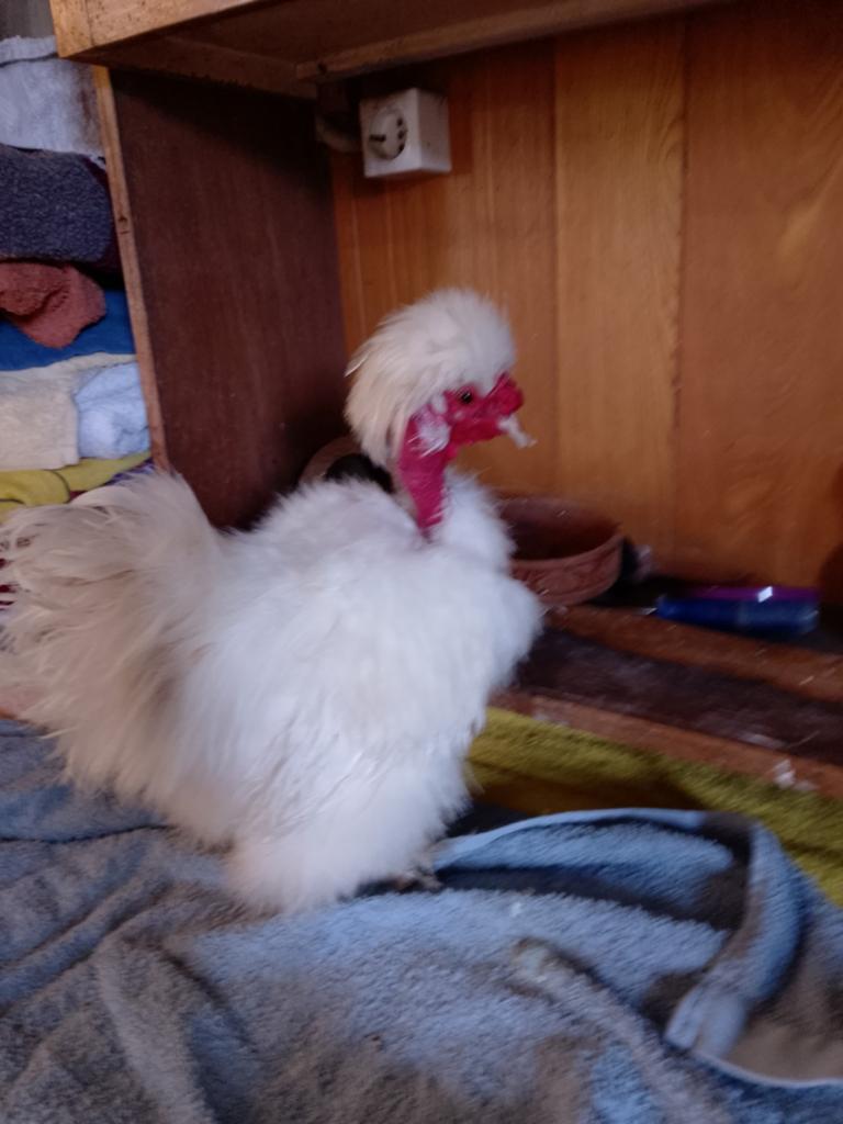 Usa zijdehoen haan, Dieren en Toebehoren, Pluimvee, Mannelijk, Kip