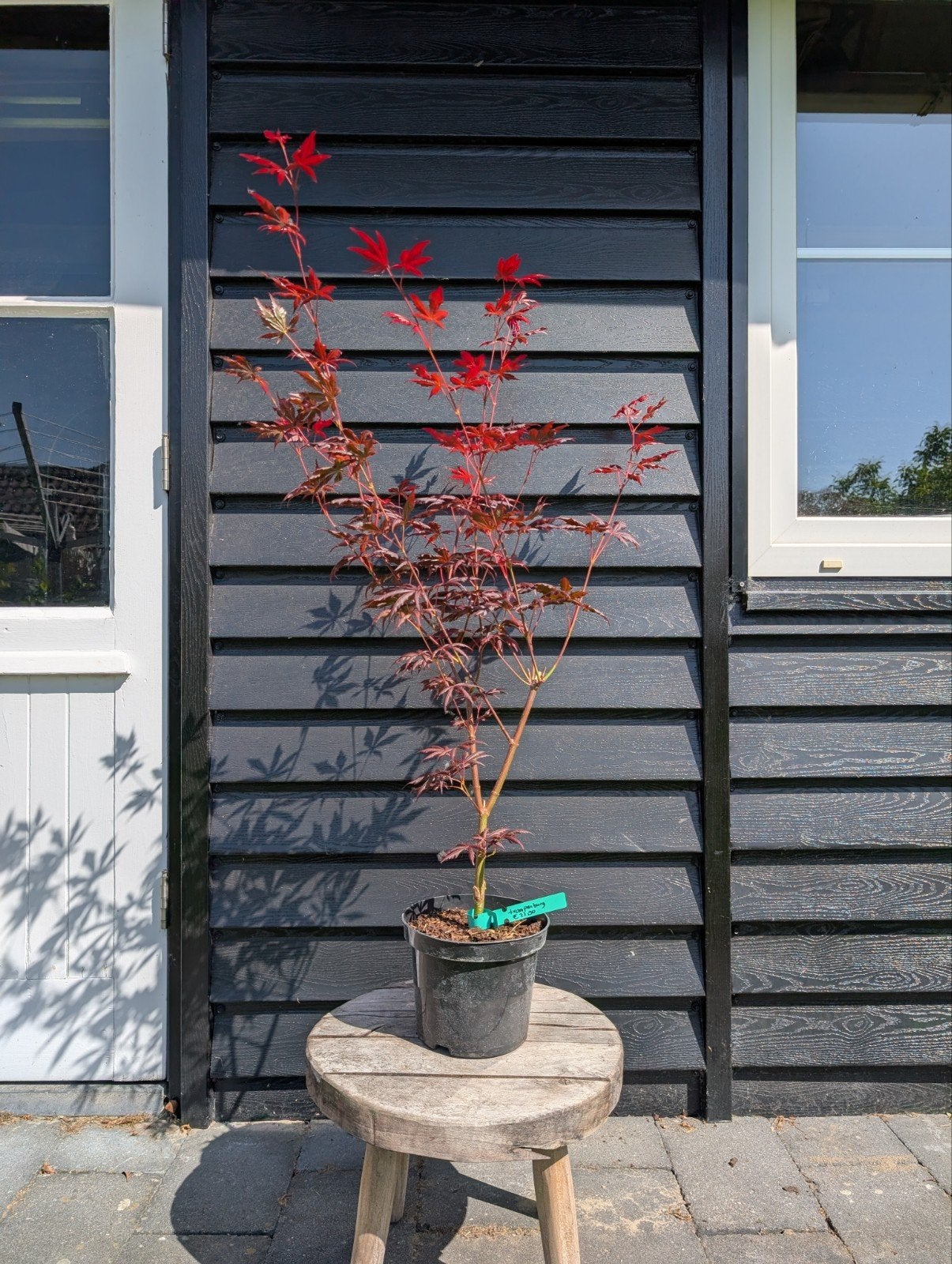 Japanse Esdoorn (Acer palmatum) Trompenburg, Ophalen of Verzenden, Bloeit niet, Overige soorten, Halfschaduw