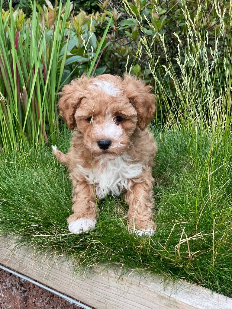 rood wit maltipoo  puppy maar dan echt een mooi hondje, Dieren en Toebehoren, Honden | Niet-rashonden, Klein, Reu, Particulier