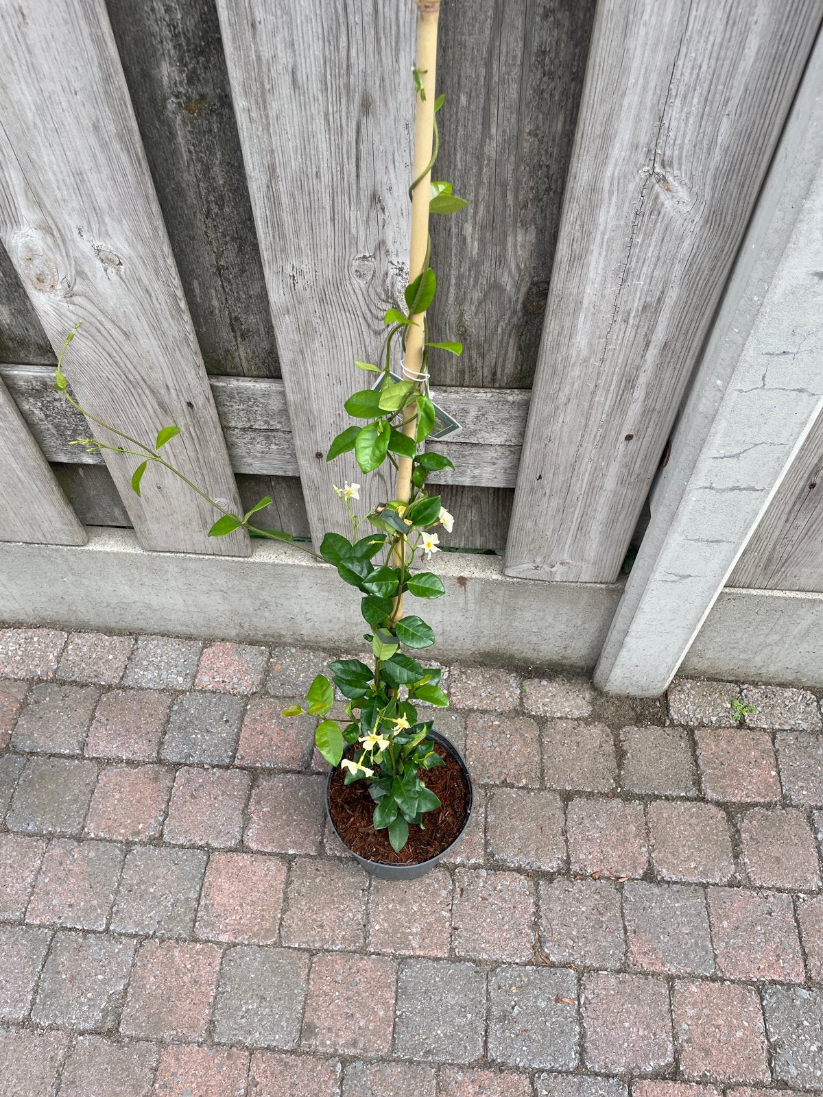 Trachelospermum Star of Toscane - Geurende Klimplant, Volle zon, Vaste plant, Ophalen of Verzenden, Klimplanten