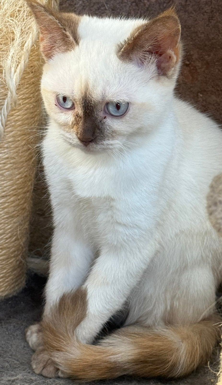DevonRex X Ragdoll, Dieren en Toebehoren, Poes, Langharig, 0 tot 2 jaar