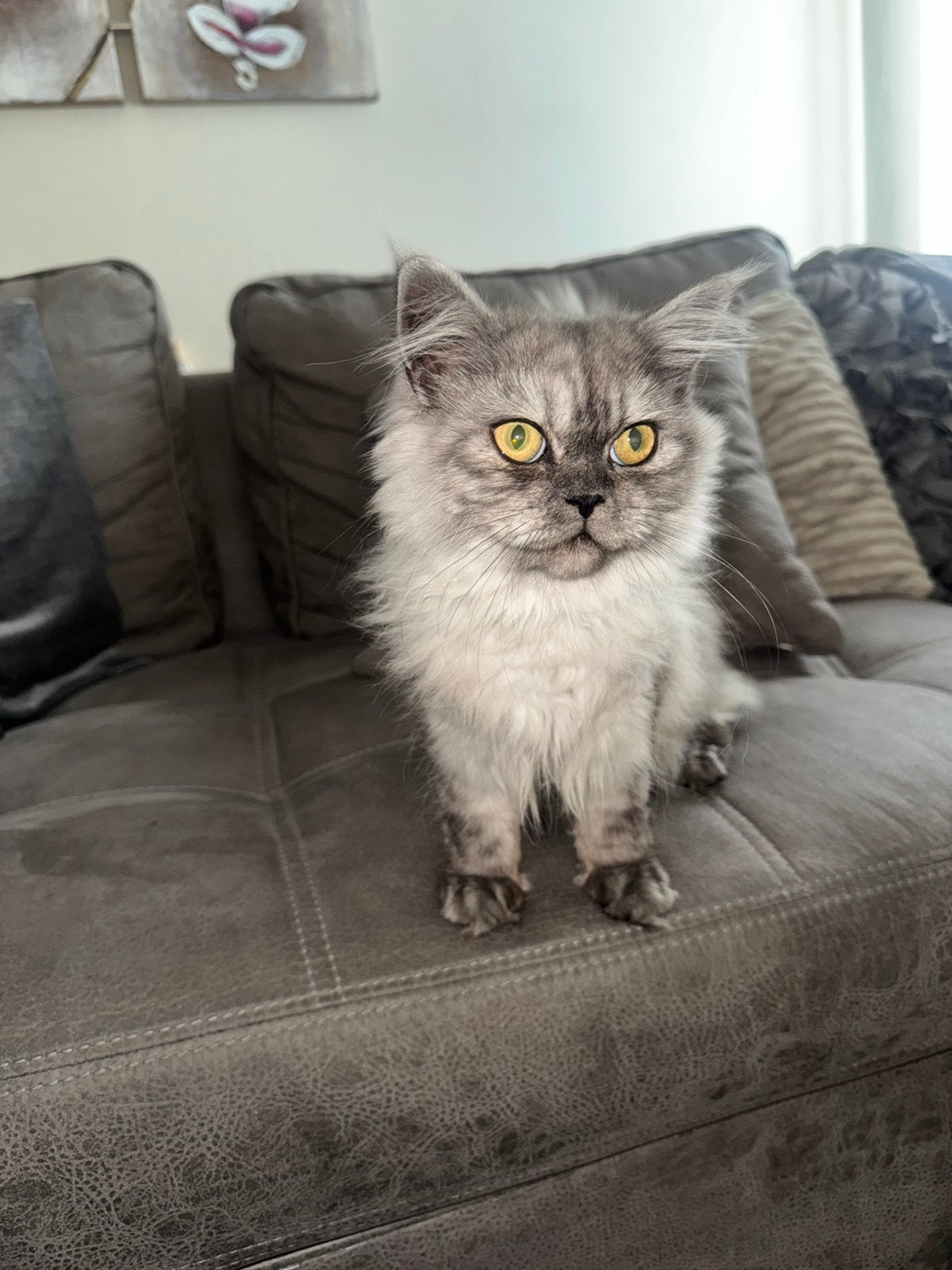 Britse langhaar kitten, Poes
