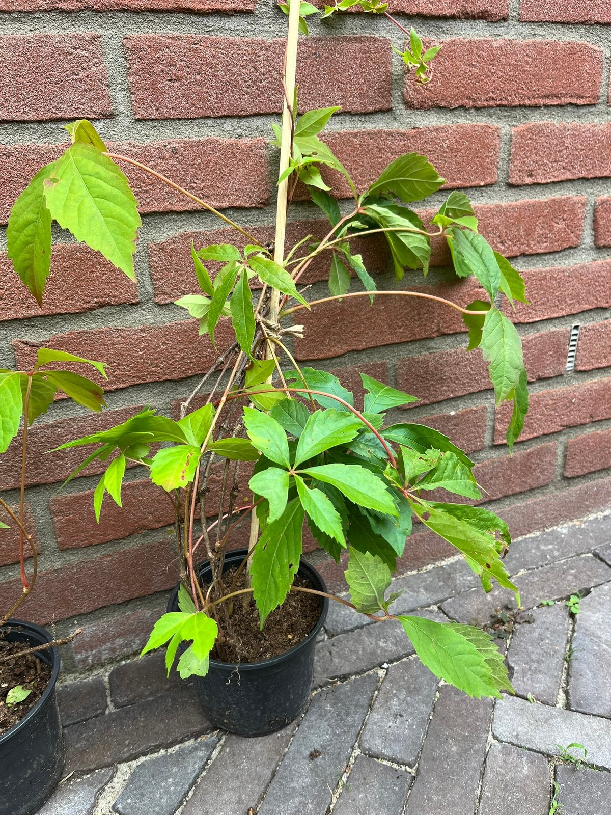 Wilde wingerd - klimplant, Tuin en Terras, Planten | Tuinplanten, Ophalen, Overige soorten, Volle zon