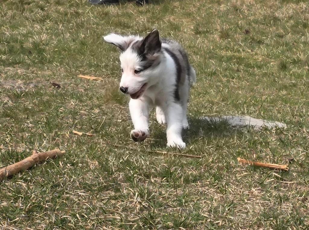 2 prachtige Border collie pups, Dieren en Toebehoren, 8 tot 15 weken, Collie, Meerdere, Meerdere dieren
