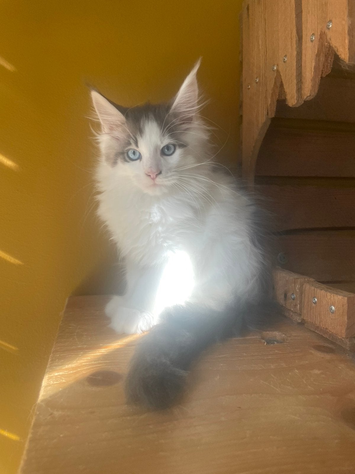 Maine coon katers, Dieren en Toebehoren, Kater, Gechipt, 0 tot 2 jaar