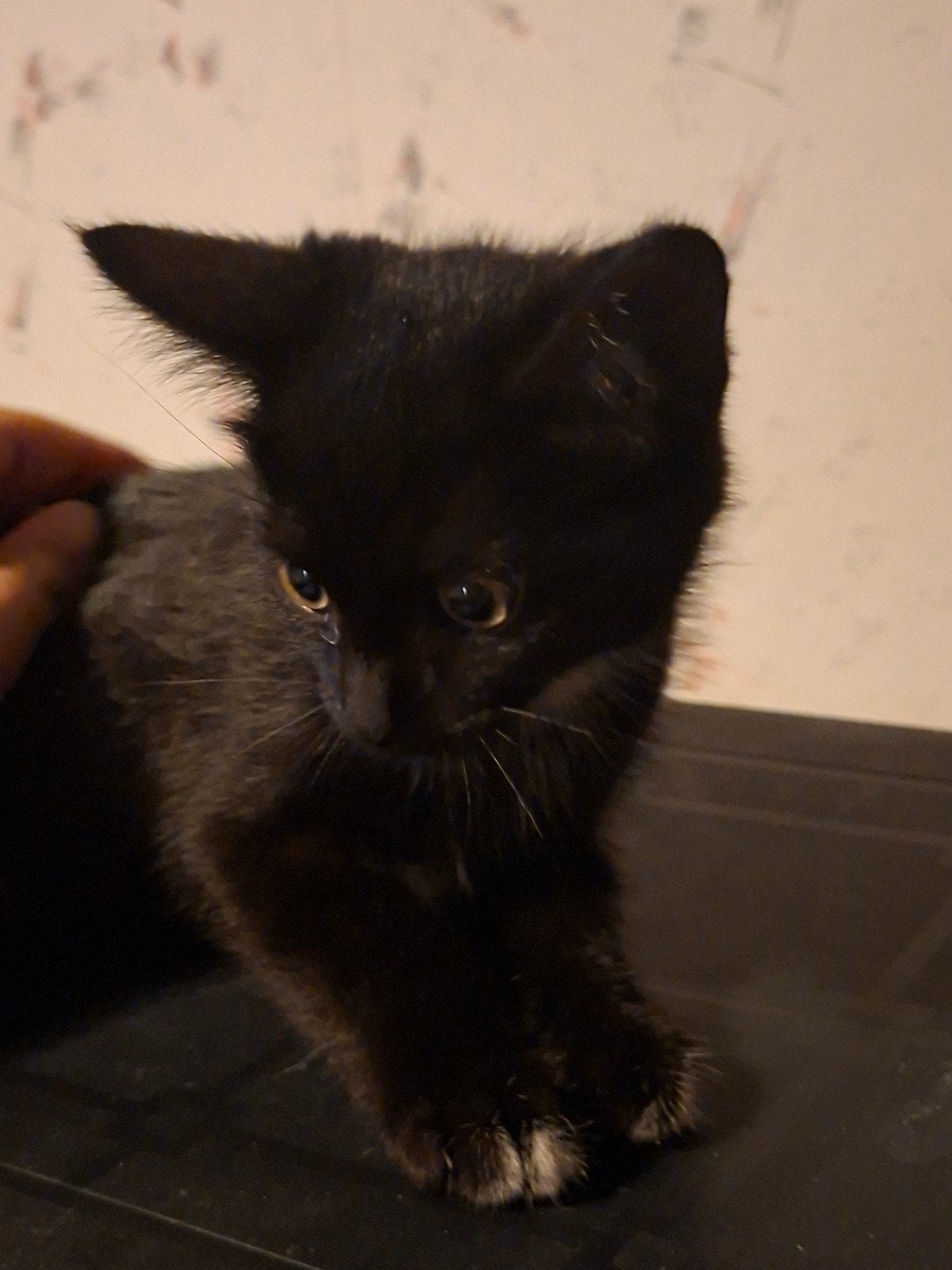 Katertje te koop, Kater, Kortharig, 0 tot 2 jaar