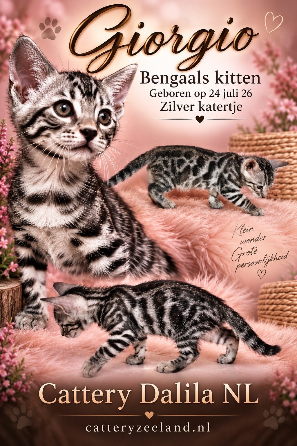 Foto 4 van Prachtige bengaalse kittens met stamboom.
