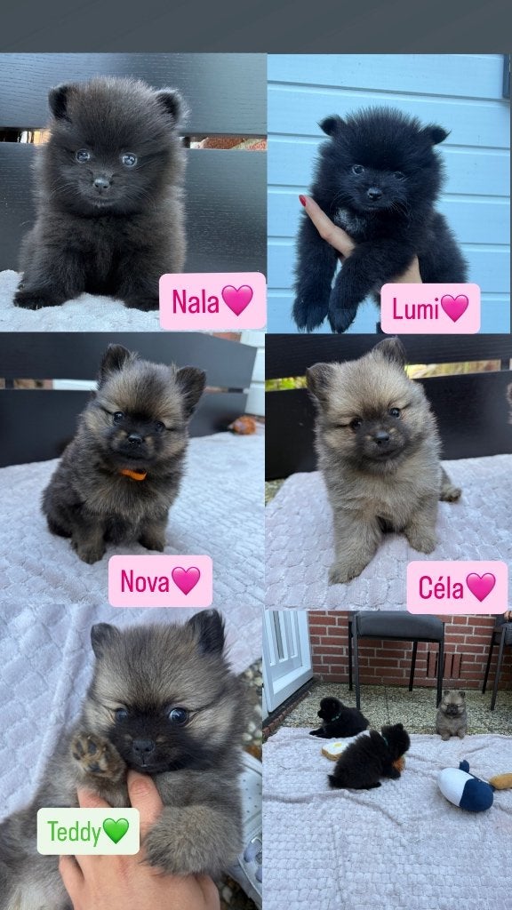 Lieve Pomeriaan pups zoeken een fijn en liefdevol thuis, Overige rassen, 8 tot 15 weken, Meerdere, Meerdere dieren