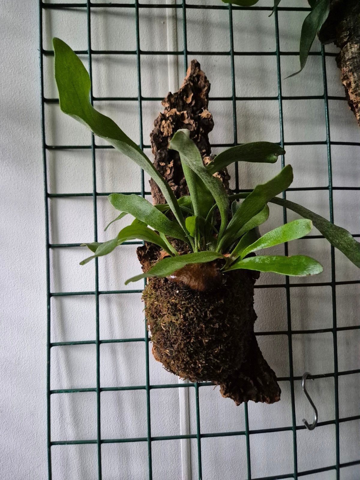 hertshoorn op kurk, Overige soorten, Minder dan 100 cm, Groene kamerplant, Halfschaduw