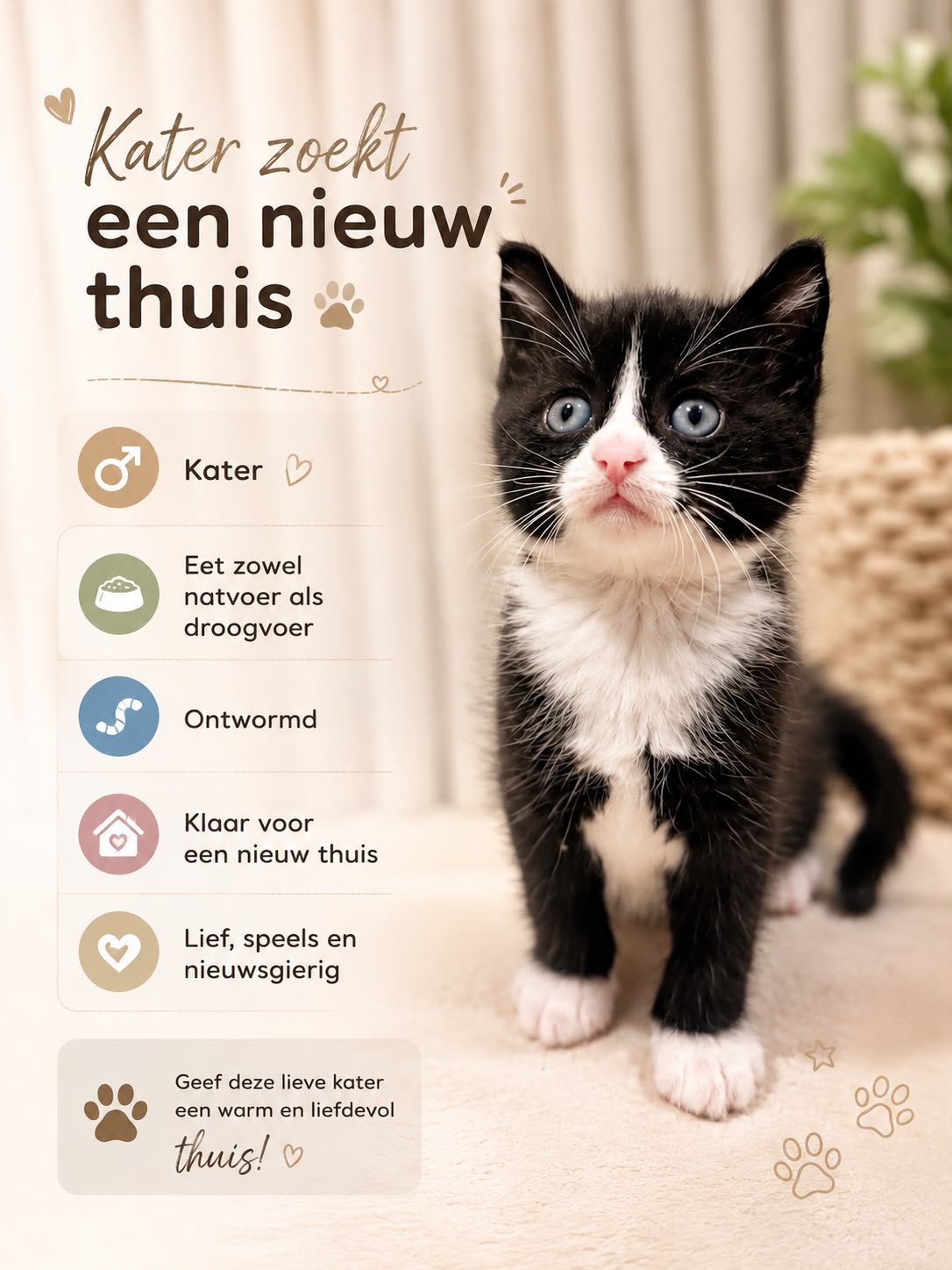 Prachtige kittens zoeken een liefdevol huisje ️, Meerdere dieren