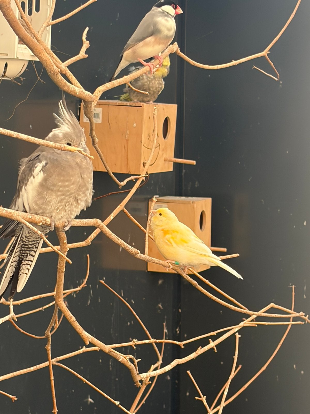 2 valkparkietjes, Dieren en Toebehoren, Vrouwelijk, Tropenvogel