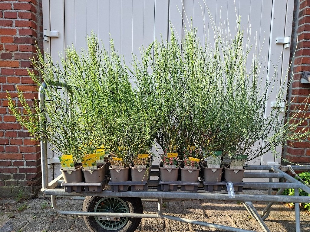 Mooie soorten Cytisus (Brem) in pot!, Tuin en Terras, Ophalen, Overige soorten, Struik