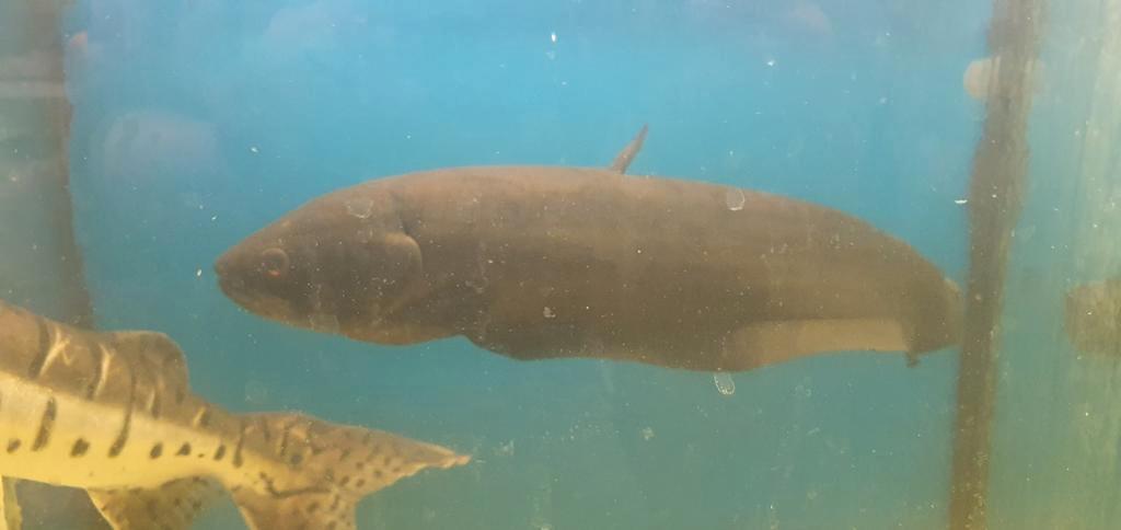 Aquarent/ arowana mesvis/ aquarium, Ophalen, Leeg aquarium