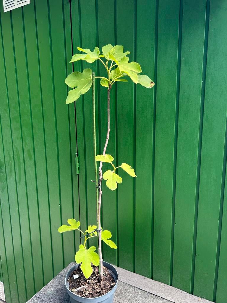 Vijgenboom (Ficus carica) - Jonge plant in pot, Ophalen