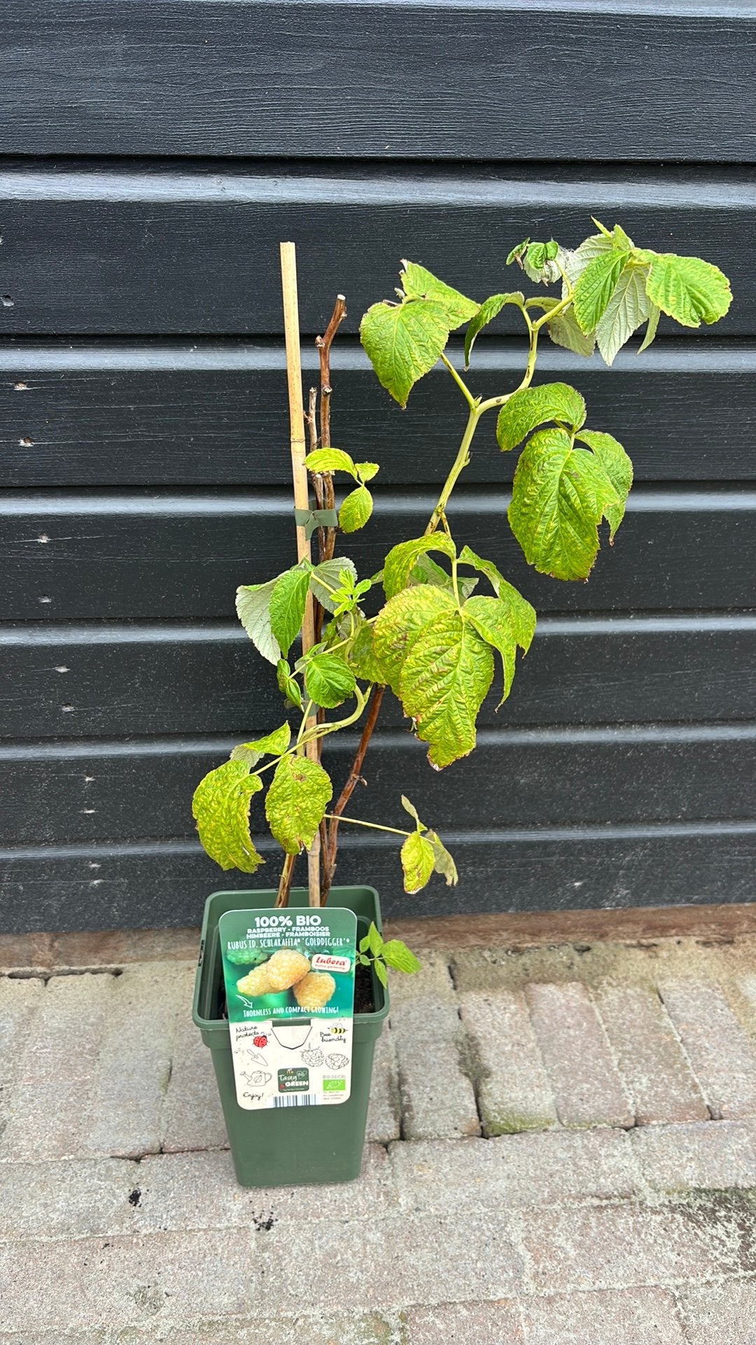 Framboos, Ophalen, Minder dan 100 cm, Overige soorten, Zomer