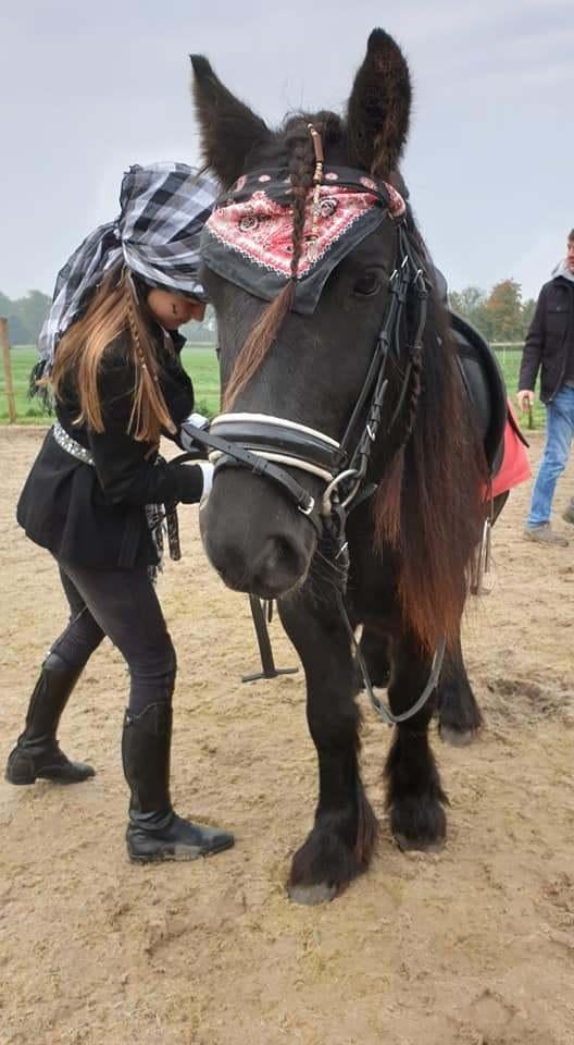 Verzorg pony's, Ophalen of Verzenden
