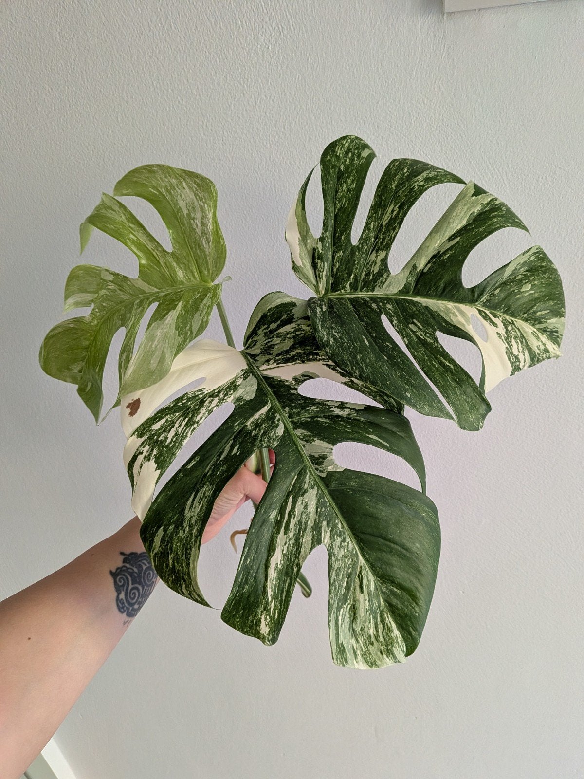 Monstera Variegata stek met wortels, Huis en Inrichting, Kamerplanten, Ophalen of Verzenden, Halfschaduw, Minder dan 100 cm