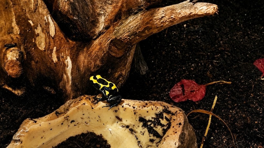 Dendrobates tinctorius ‘Nominat’ – pijlgifkikker Frog photo 3