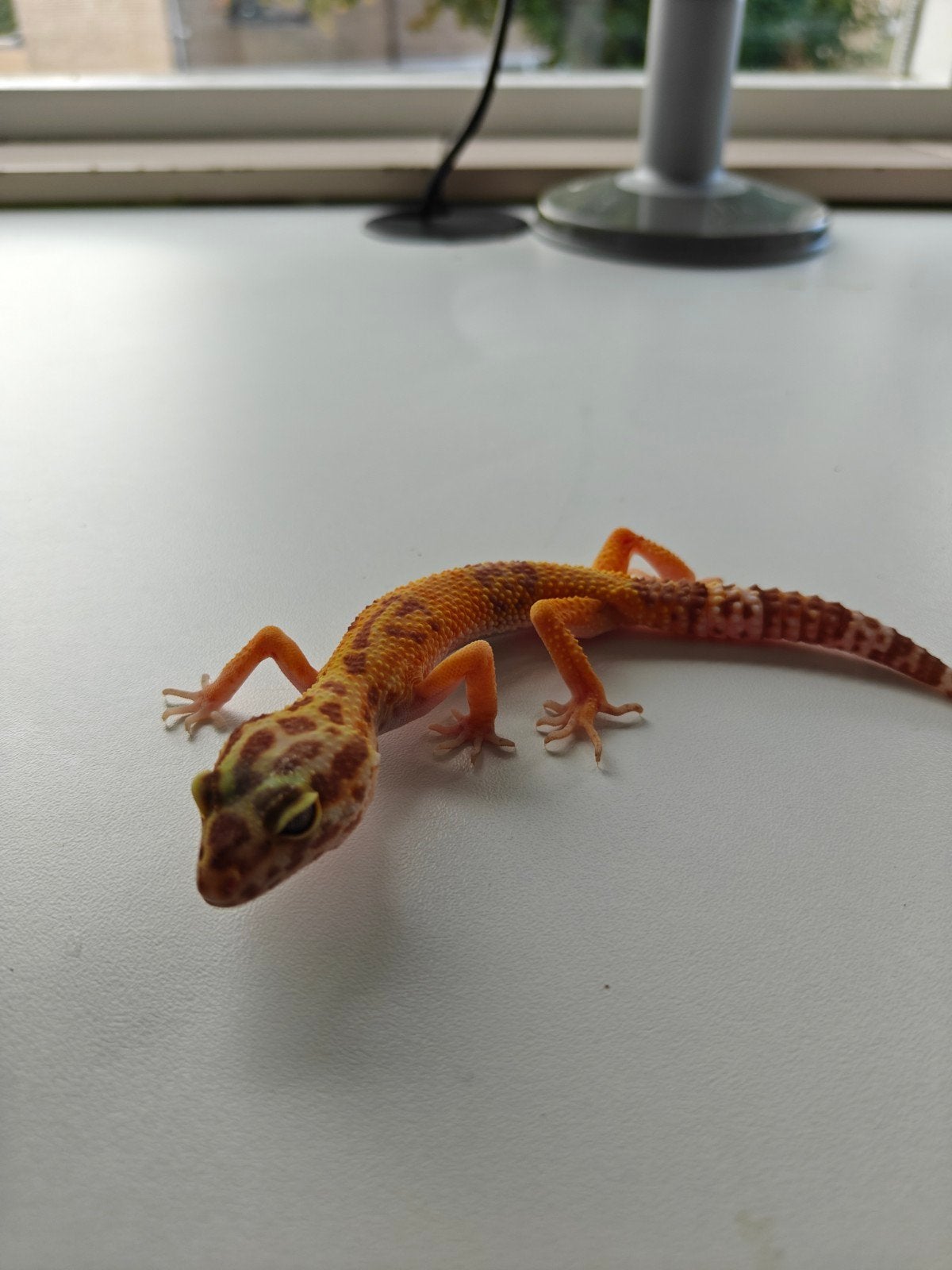 Geel-oranje luipaardgekko te koop Leopard Gecko photo 2