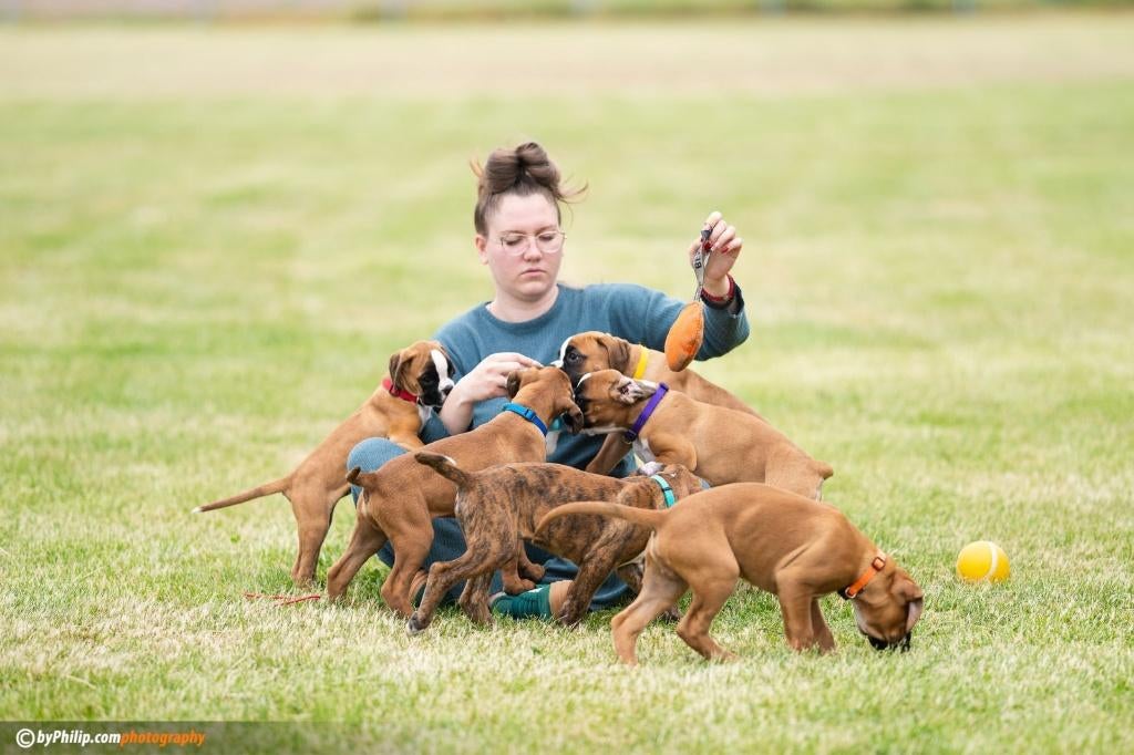 Boxer pups, Overige rassen, 8 tot 15 weken, Parvo, Meerdere