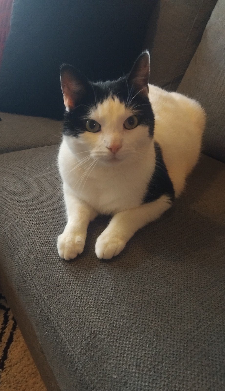 Opzoek naar een fijne plek voor mijn lieve kat Bella, Dieren en Toebehoren, Katten en Kittens | Raskatten | Korthaar, Kater, Ingeënt