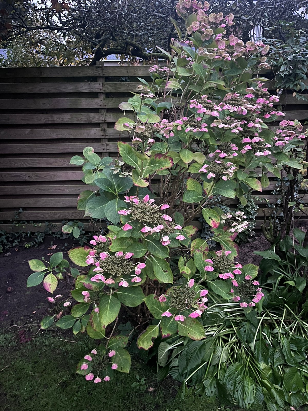 Hortensia gratis, Ophalen, Overige soorten, Halfschaduw
