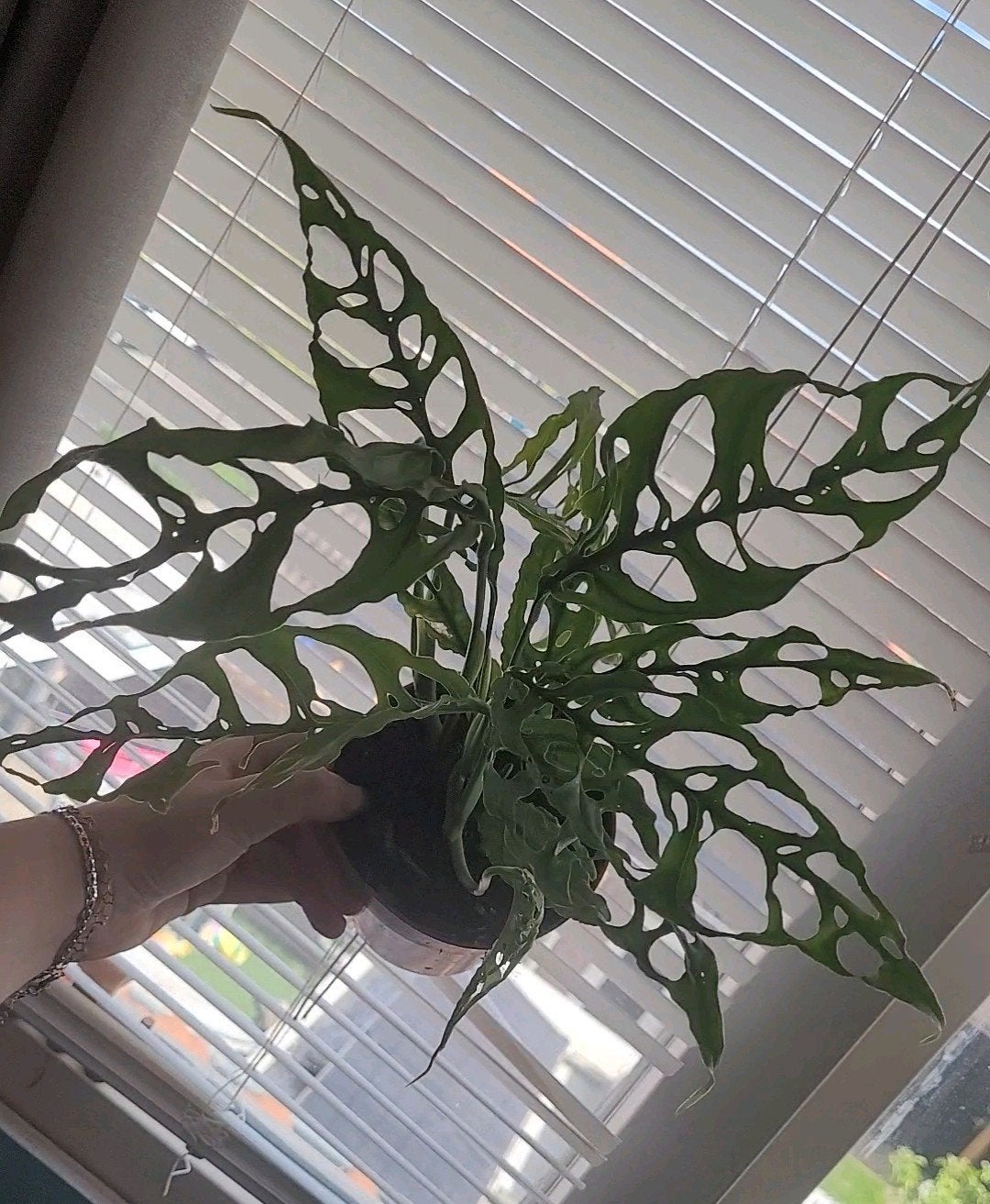 Monstera bliqua "peru", Ophalen, Overige soorten, Halfschaduw, In pot