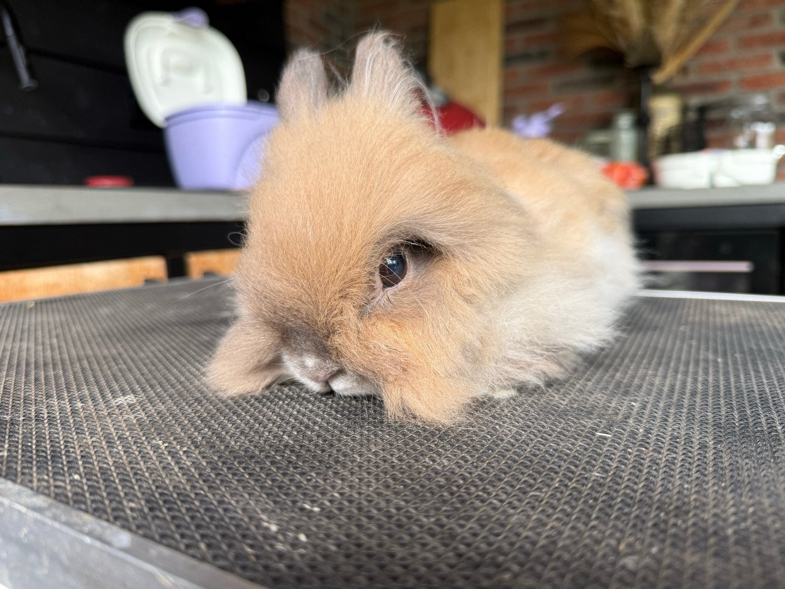 Teddy derg konijnen, Dieren en Toebehoren, Augustus, Overige typen, Tam