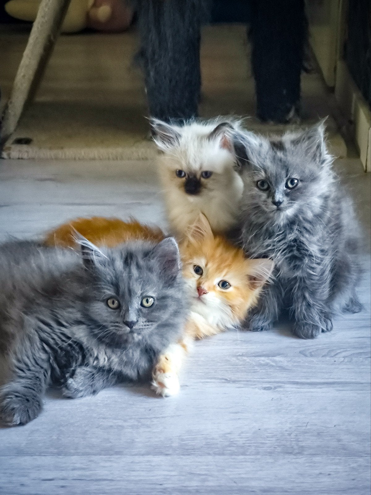 Gastgezin gezocht voor een (hypoallergene) Siberische kitten, Dieren en Toebehoren, Katten en Kittens | Raskatten | Langhaar, Meerdere dieren
