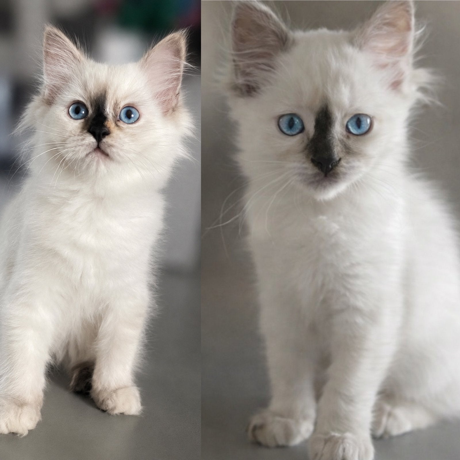2 prachtige zusjes Ragdoll kittens met stamboom, Meerdere dieren, Met stamboom