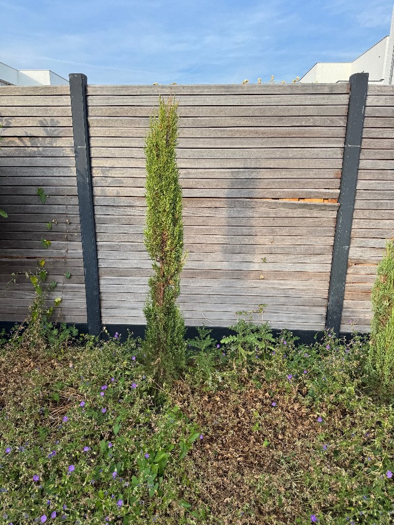 Twee Italiaanse Cipres bomen, Tuin en Terras, Planten | Bomen, Bloeit niet, 100 tot 250 cm, Zuilboom, Ophalen