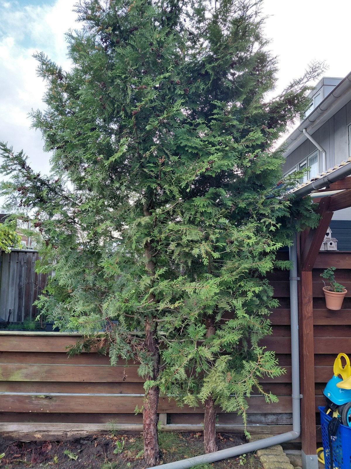 Grote Conifeer (Thuja) - Ideaal voor privacy, Ophalen, Conifeer, Struik, 250 cm of meer