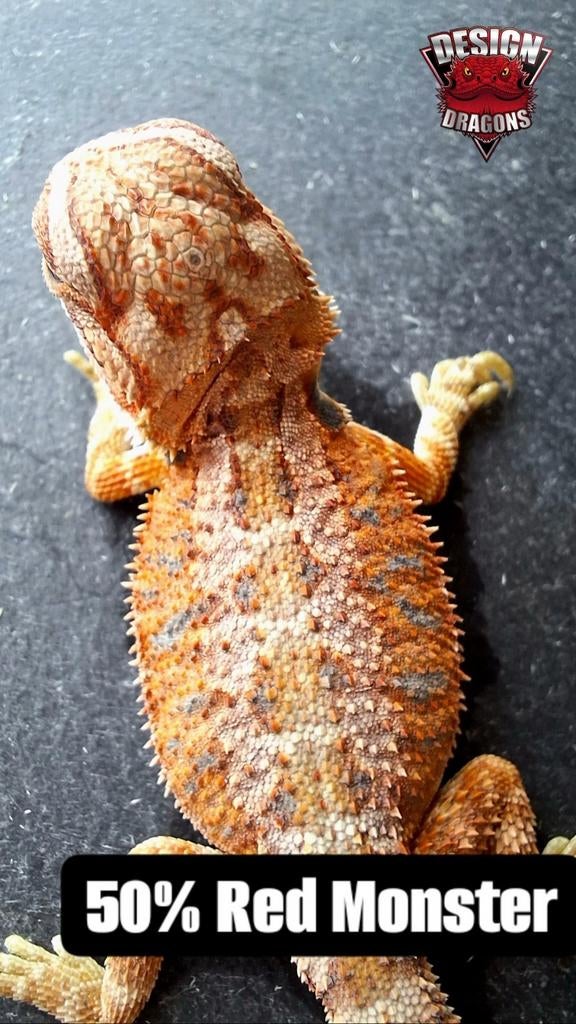 50% Red Monster vrouwtje (nakweek) baardagaam Bearded Dragon - female for sale from Design Dragons