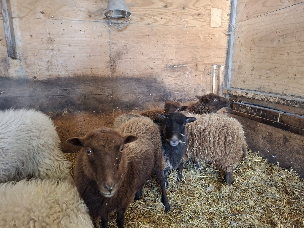 Ouessant, Dieren en Toebehoren, Vrouwelijk, Schaap, 0 tot 2 jaar